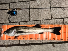 シーバスの釣果