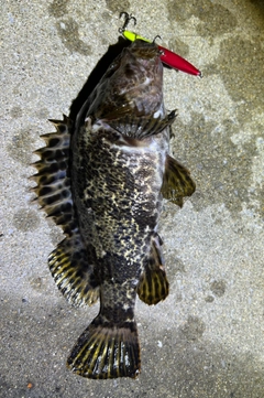 タケノコメバルの釣果