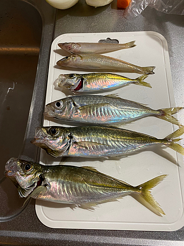 アジの釣果