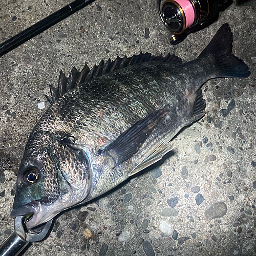 クロダイの釣果