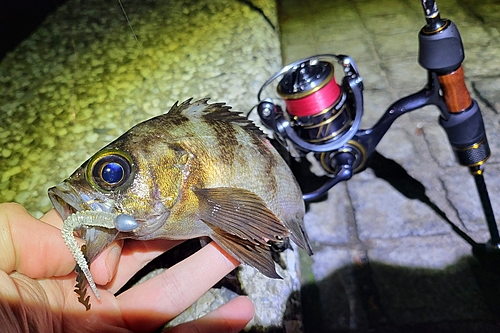 メバルの釣果