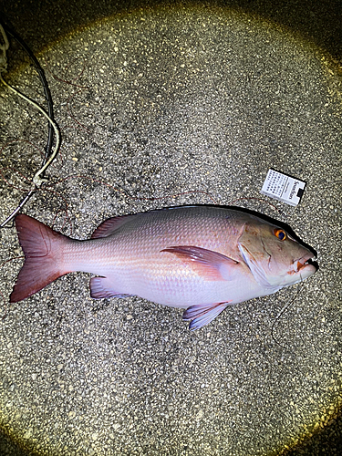 バラフエダイの釣果