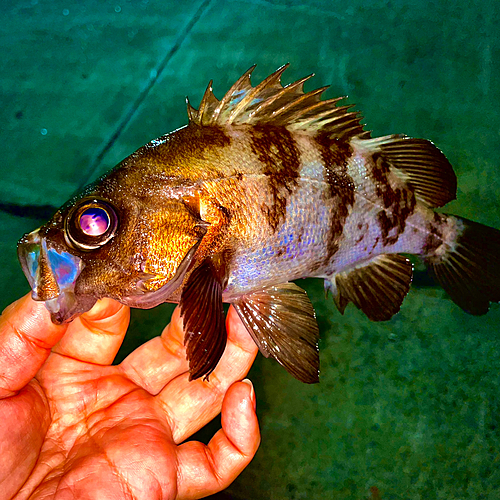 シロメバルの釣果