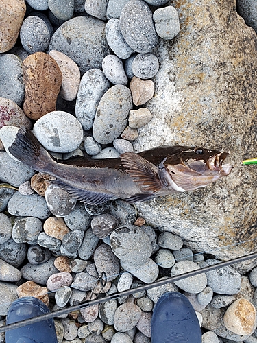 アイナメの釣果