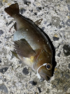 エゾメバルの釣果