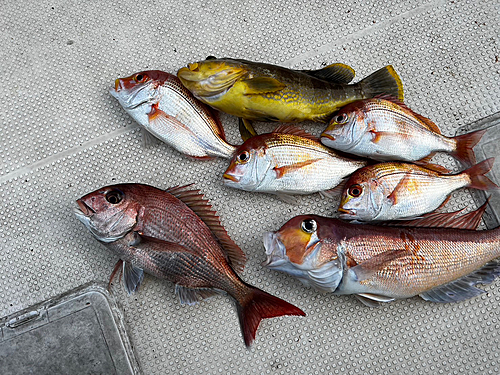 アマダイの釣果