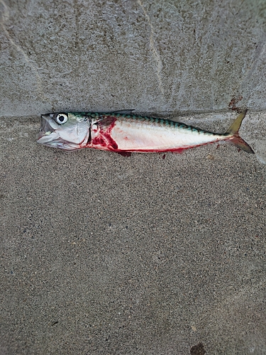 サバの釣果