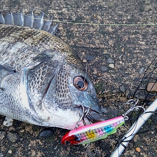 クロダイの釣果