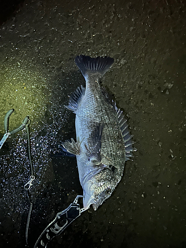 チヌの釣果