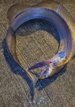 タチウオの釣果