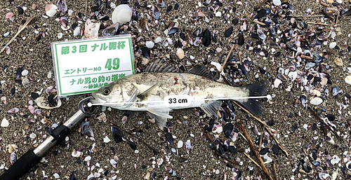 シーバスの釣果