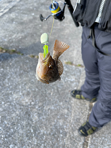 アイナメの釣果