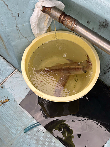 ヤリイカの釣果