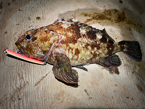 カサゴの釣果