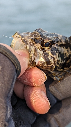 タケノコメバルの釣果