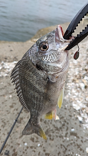 キチヌの釣果