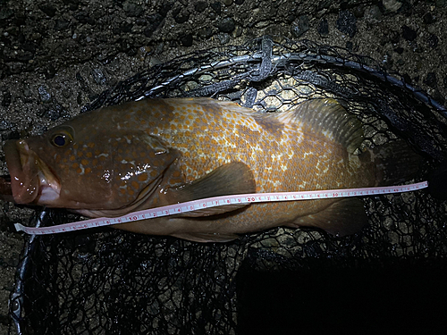 アコウの釣果