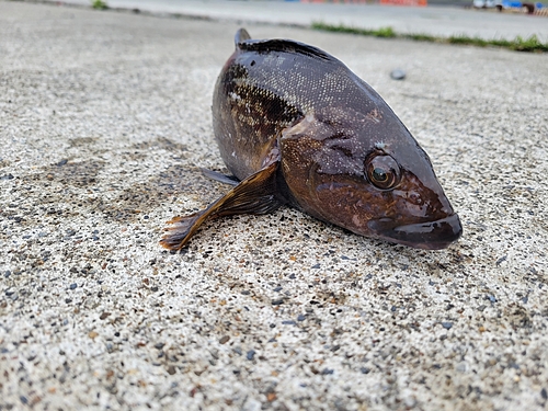 アイナメの釣果