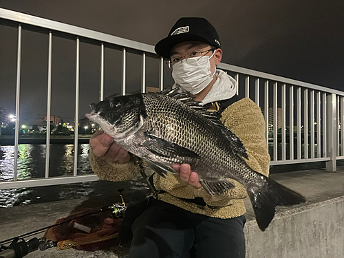 チヌの釣果