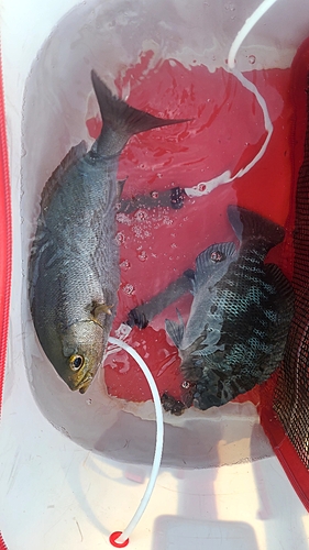 クチブトグレの釣果