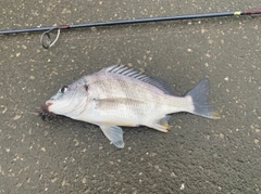 キビレの釣果