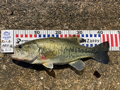 ブラックバスの釣果