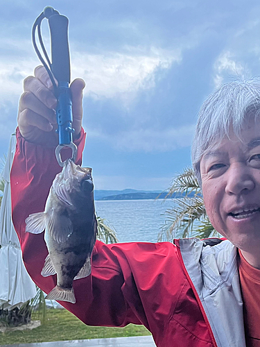 シロメバルの釣果