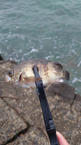 シロメバルの釣果