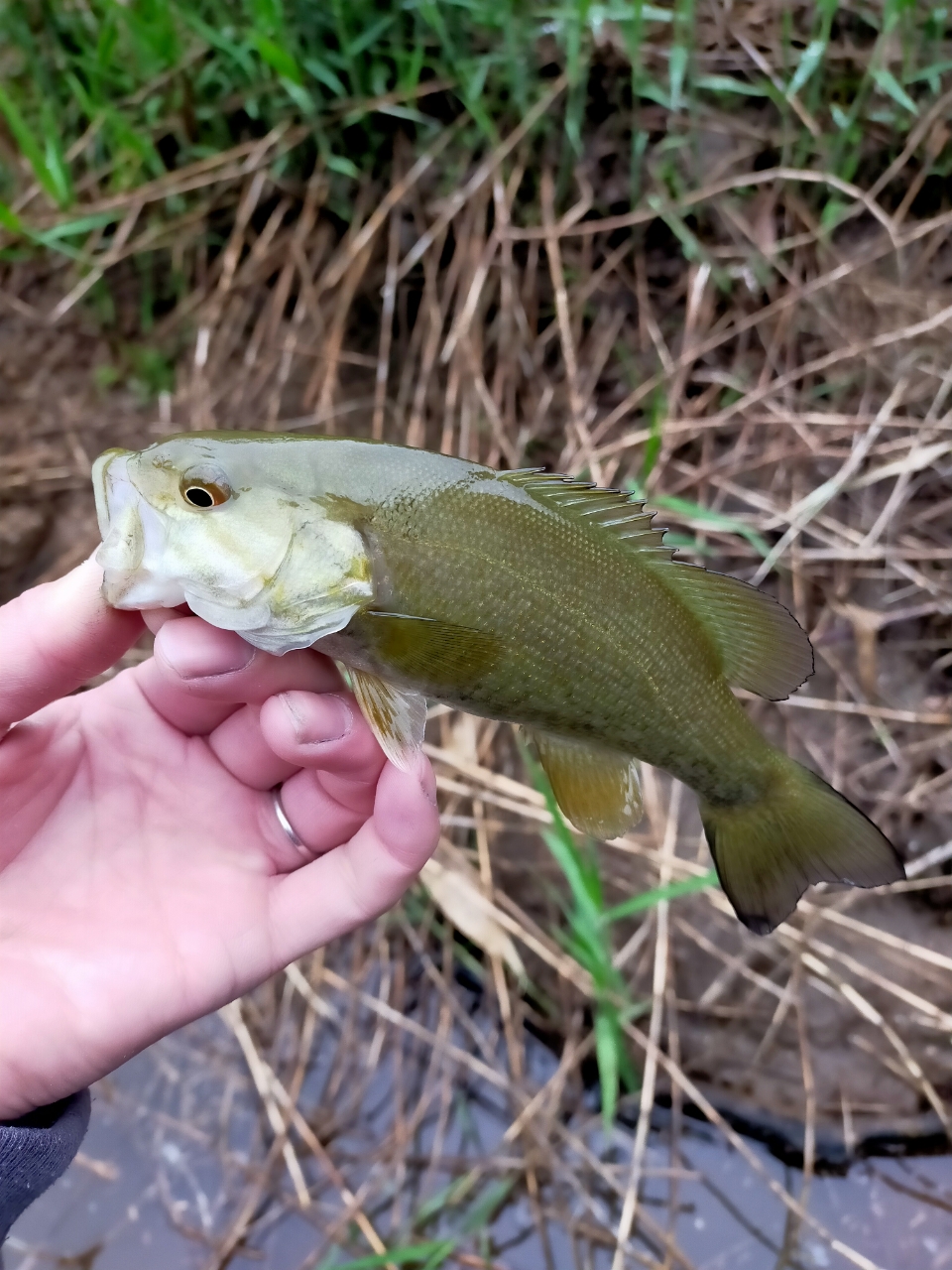 スモールマウスバス