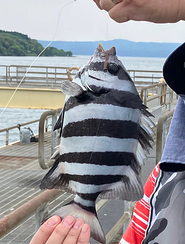 イシダイの釣果