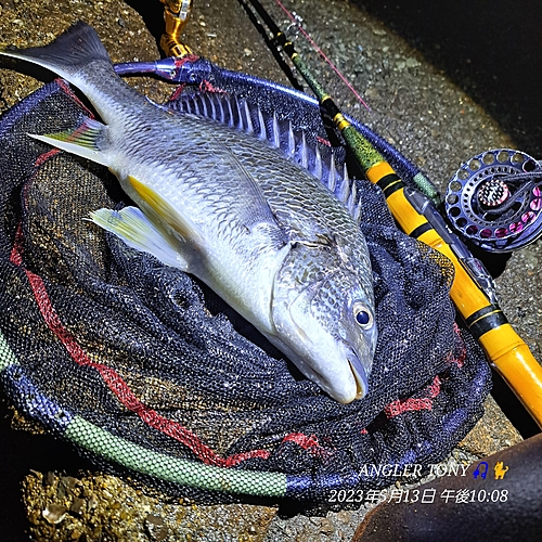 キビレの釣果