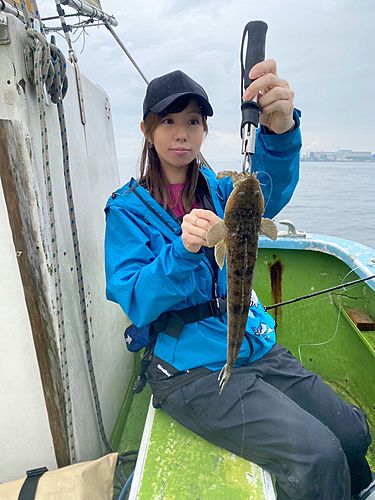 マゴチの釣果