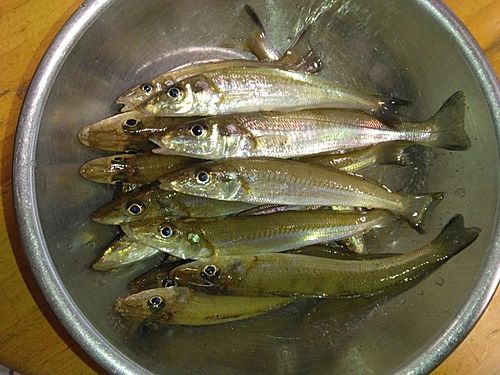 シロギスの釣果