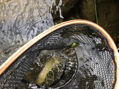 イワナの釣果