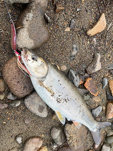 ウグイの釣果