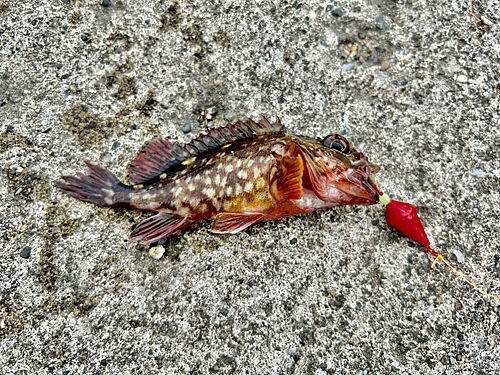 カサゴの釣果