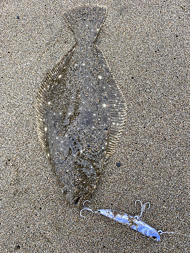 ヒラメの釣果