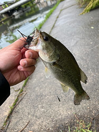 ブラックバスの釣果