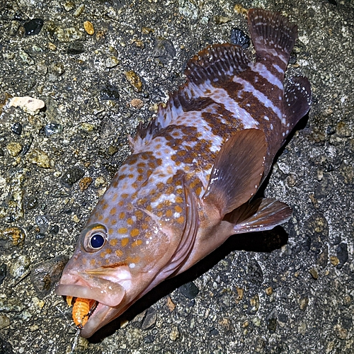 キジハタの釣果