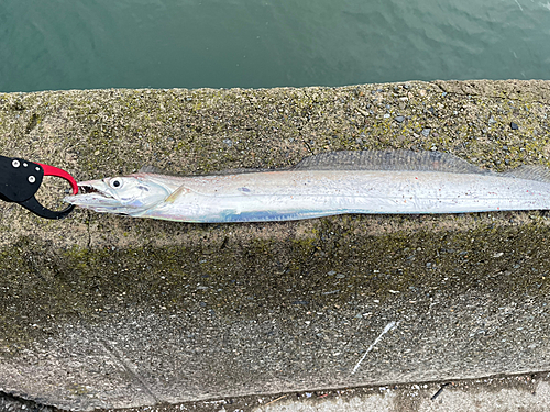 タチウオの釣果