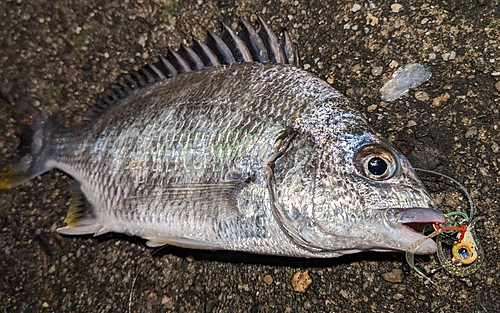 キビレの釣果