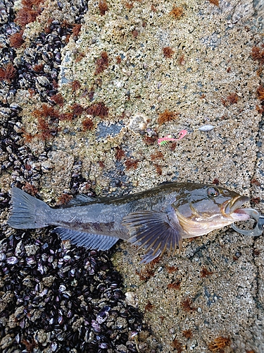 ベッコウゾイの釣果