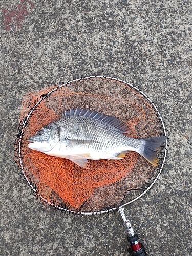 キチヌの釣果