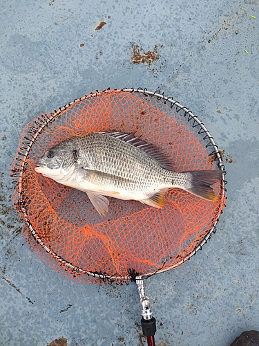 キチヌの釣果