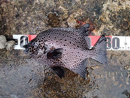 イシガキダイの釣果