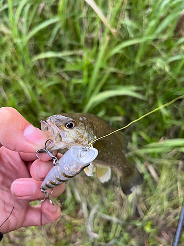 スモールマウスバスの釣果