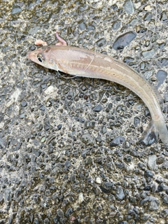 シロギスの釣果