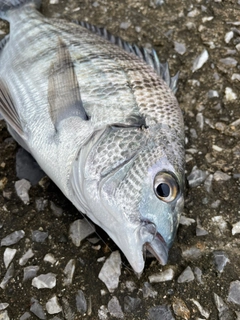 チヌの釣果