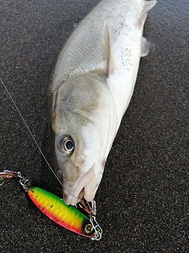 ウグイの釣果