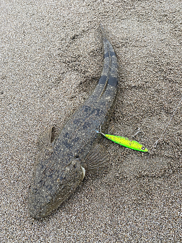 マゴチの釣果